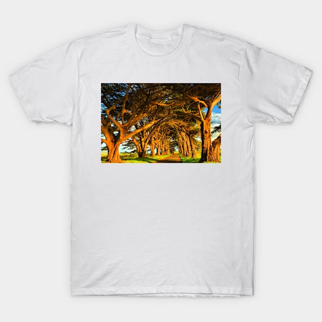 Cypress Tunnel Sunset Glow T-Shirt by AdamJewell